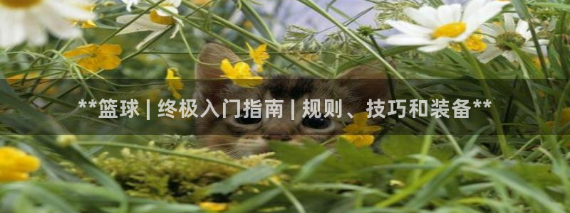 尊龙人生就是博旧版：**篮球 | 终极入门指南 | 